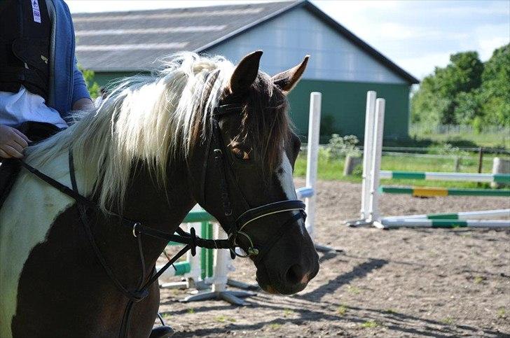 Pinto Angeliqe billede 1