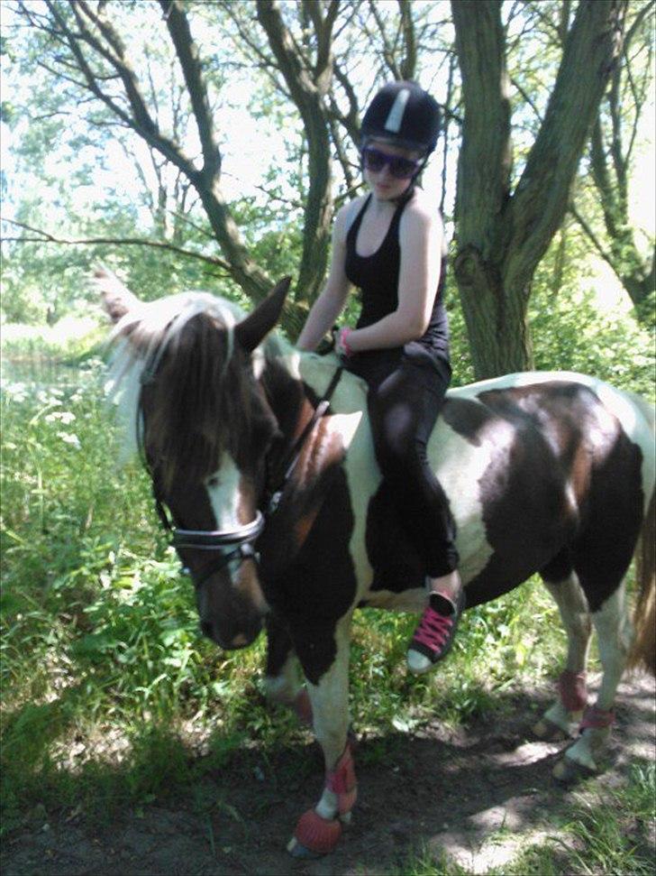 Pinto Angeliqe billede 9