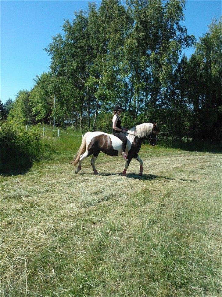 Pinto Angeliqe billede 10