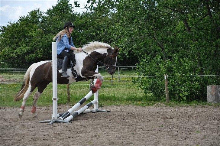 Pinto Angeliqe billede 11