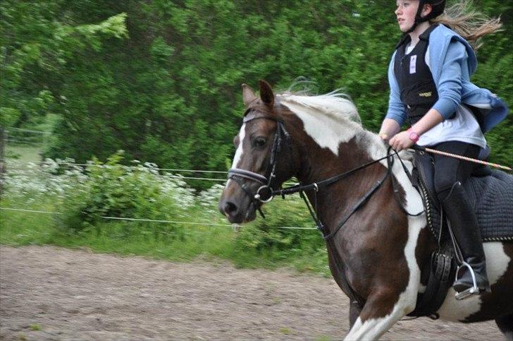 Pinto Angeliqe billede 12