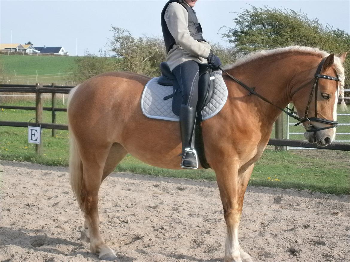Haflinger Fiona solgt billede 7