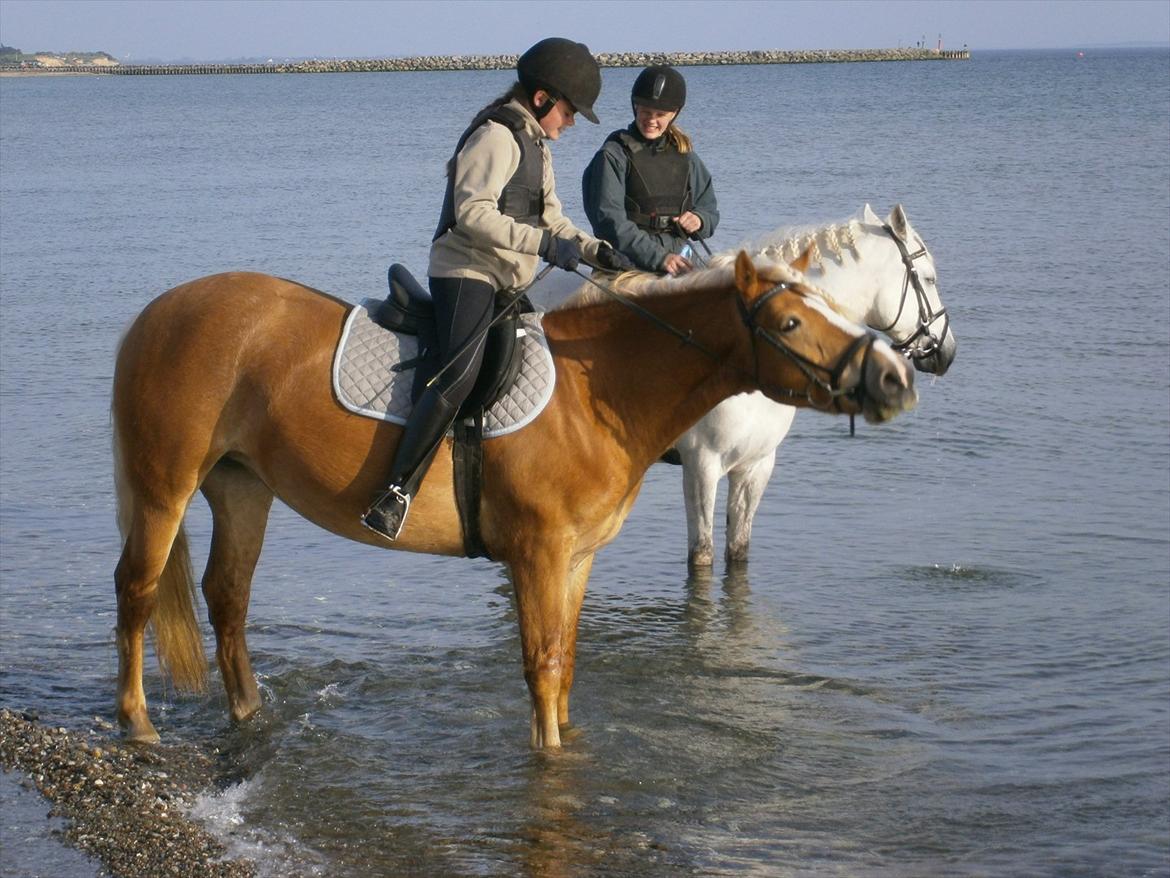 Haflinger Fiona solgt billede 8