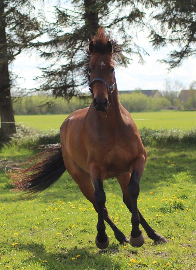 Dansk Varmblod Skovly´s Apple Jack billede 13