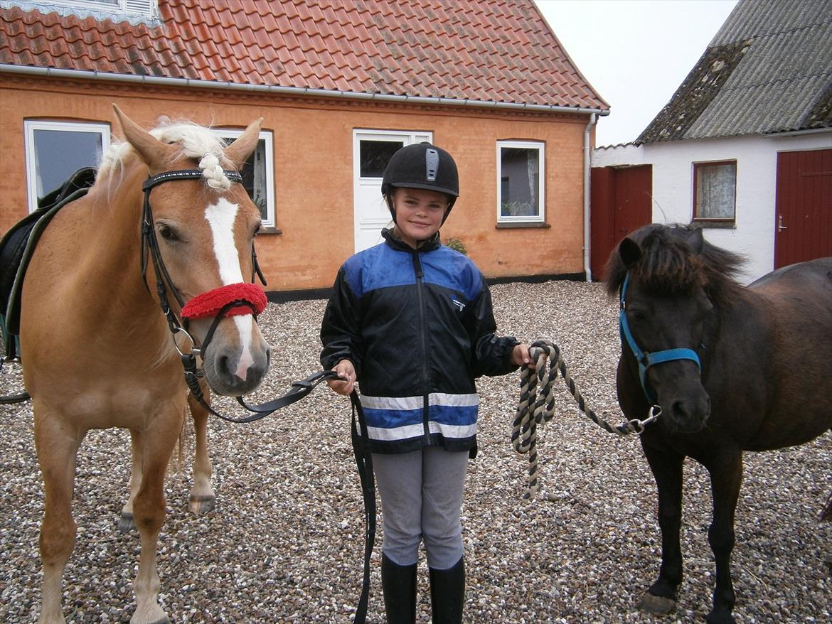 Haflinger Fiona solgt - Her er jeg med fiona og molly billede 9
