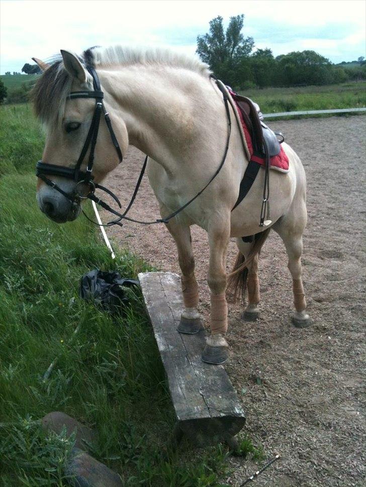 Fjordhest Viktor - søde Viggo efter dressur træning, her står han på en bænk, et af de tricks han er super god til og så syntes han det er sjovt:D<3<3  billede 6