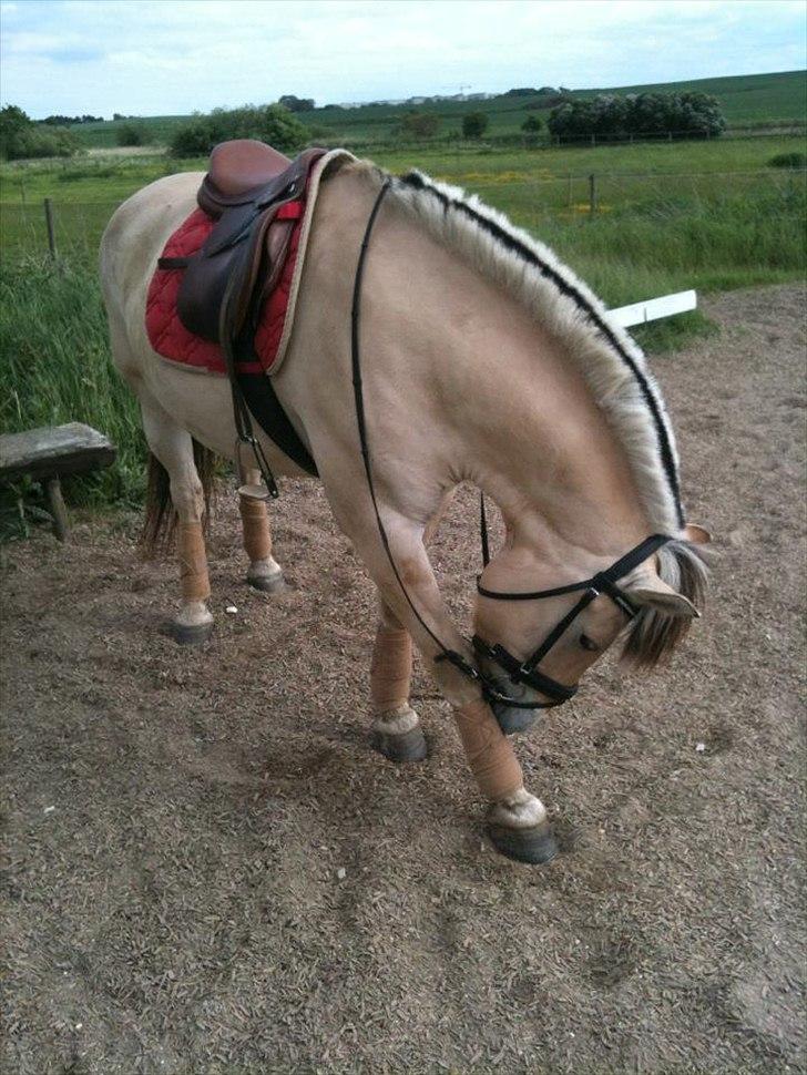 Fjordhest Viktor - uuuuhh det klør!<3:P billede 8