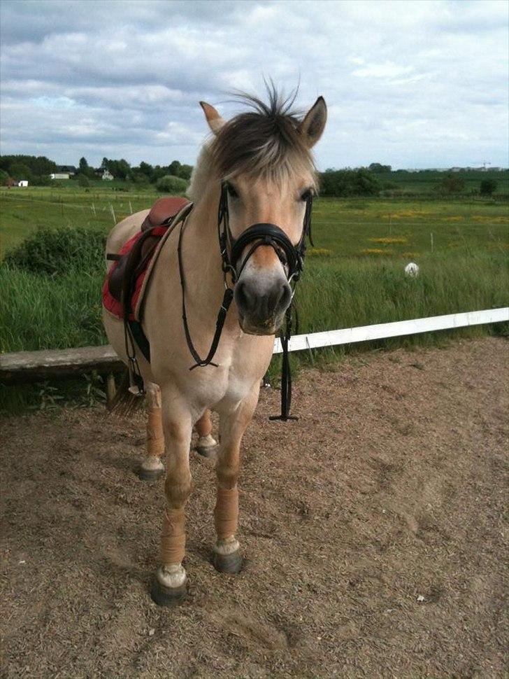 Fjordhest Viktor - Det søde ansigt er da ikke til at stå for!!!<3:-* Dejlige hyp!<3 billede 9