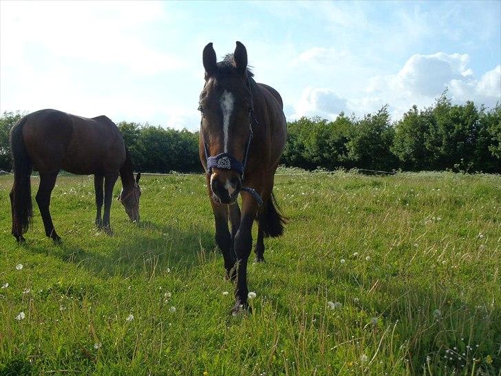 Anden særlig race Johannesgaards Kassim - Endelig fri:0) billede 13