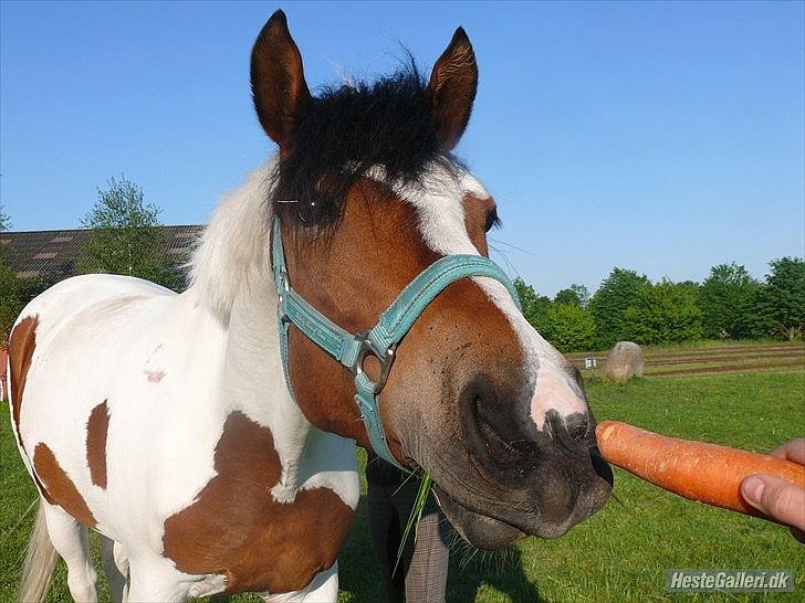 Anden særlig race Feleks aka. Grisling - Velkommen til Feleks profil :) billede 1