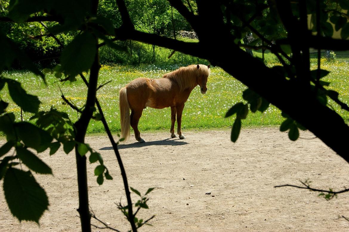 Islænder Stjarni billede 15