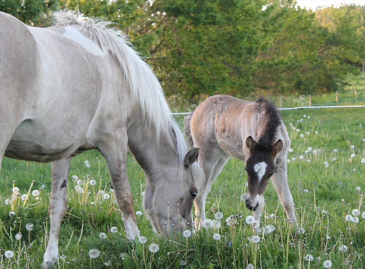 Islænder Villirós fra Vang billede 10