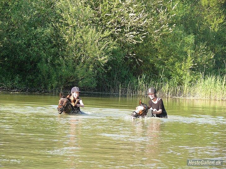 Anden særlig race Feleks aka. Grisling - Feleks ude på det dybe vand :)
 billede 3