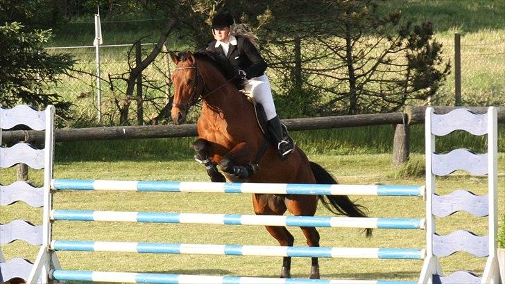 Anden særlig race Greta Alfarvad Z billede 14