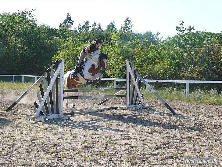 Anden særlig race Feleks aka. Grisling - Feleks til springtræning:)
Skønne pony!!! billede 6