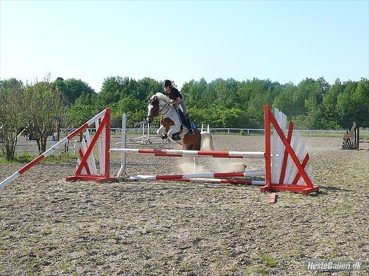 Anden særlig race Feleks aka. Grisling - Feleks til springtræning :)
Dygtig lille dreng.. billede 7