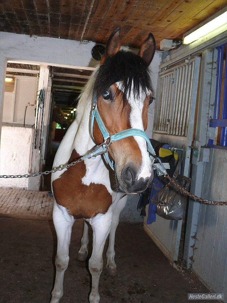 Anden særlig race Feleks aka. Grisling - Skønne skønne pony :D billede 17