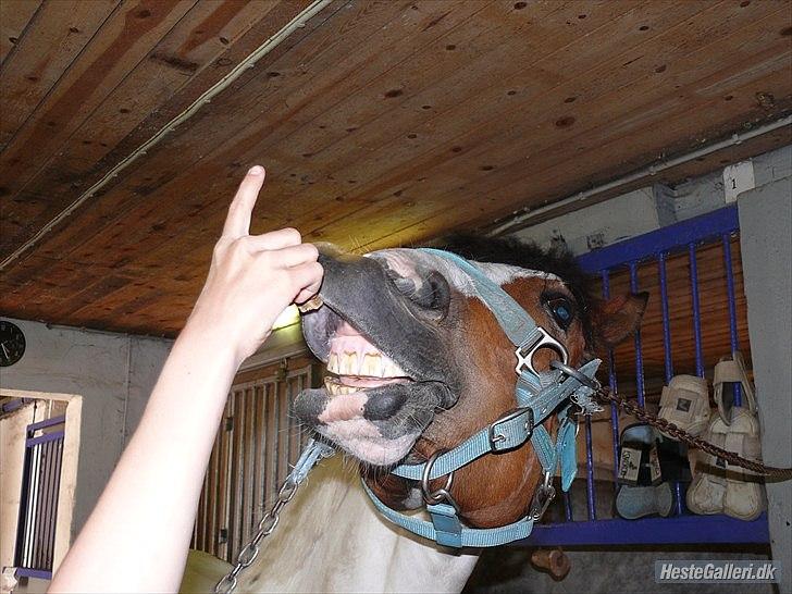 Anden særlig race Feleks aka. Grisling - Smil til verden og den vil smile igen :D

Et lille trick... billede 18