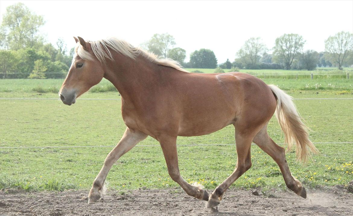 Anden særlig race Pennylane - Penny 3 år 2012 billede 1
