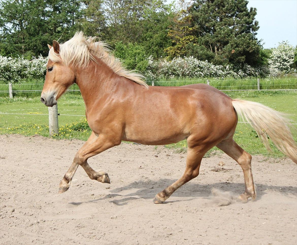 Anden særlig race Pennylane - Penny 3 år 2012 billede 2