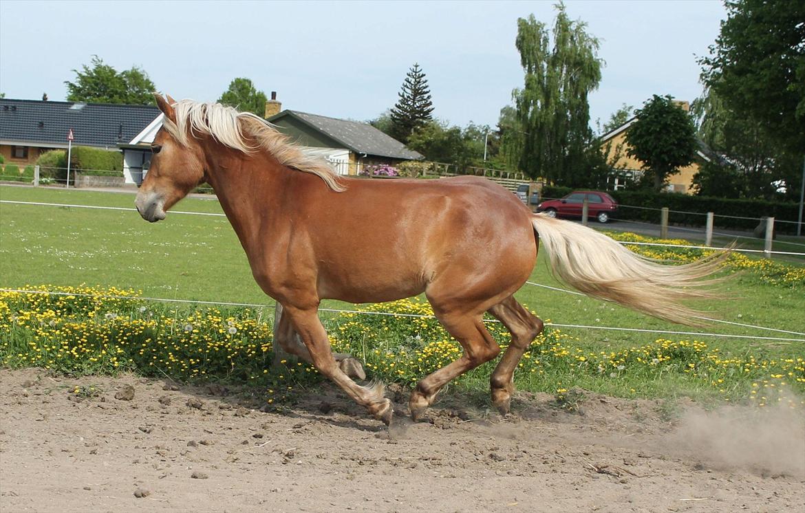 Anden særlig race Pennylane - Penny 3 år 2012 billede 3