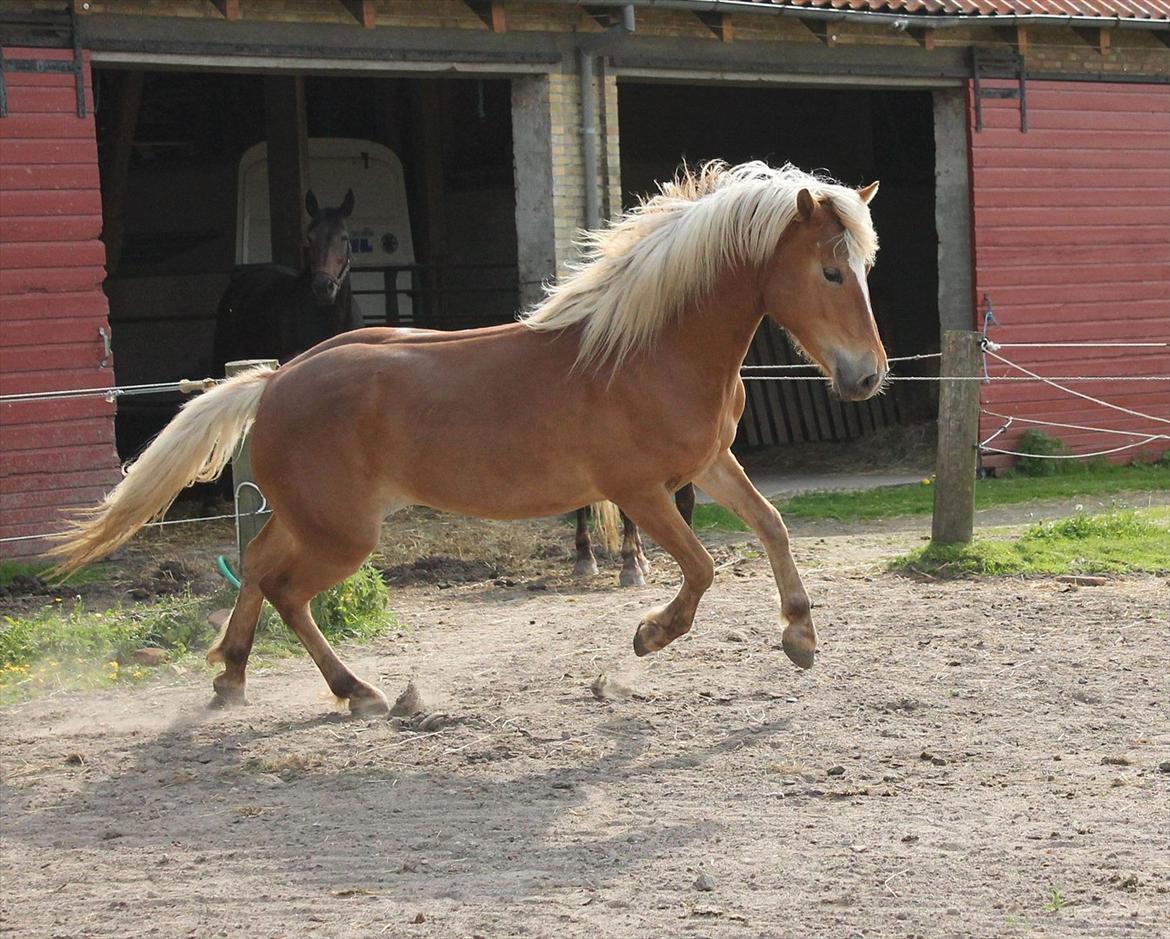 Anden særlig race Pennylane - Penny 3 år 2012 billede 4