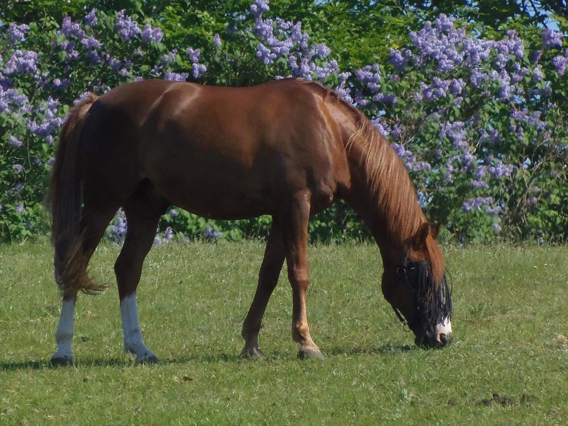 Anden særlig race Mon Cheri<3 - elsker dig!<3 billede 6