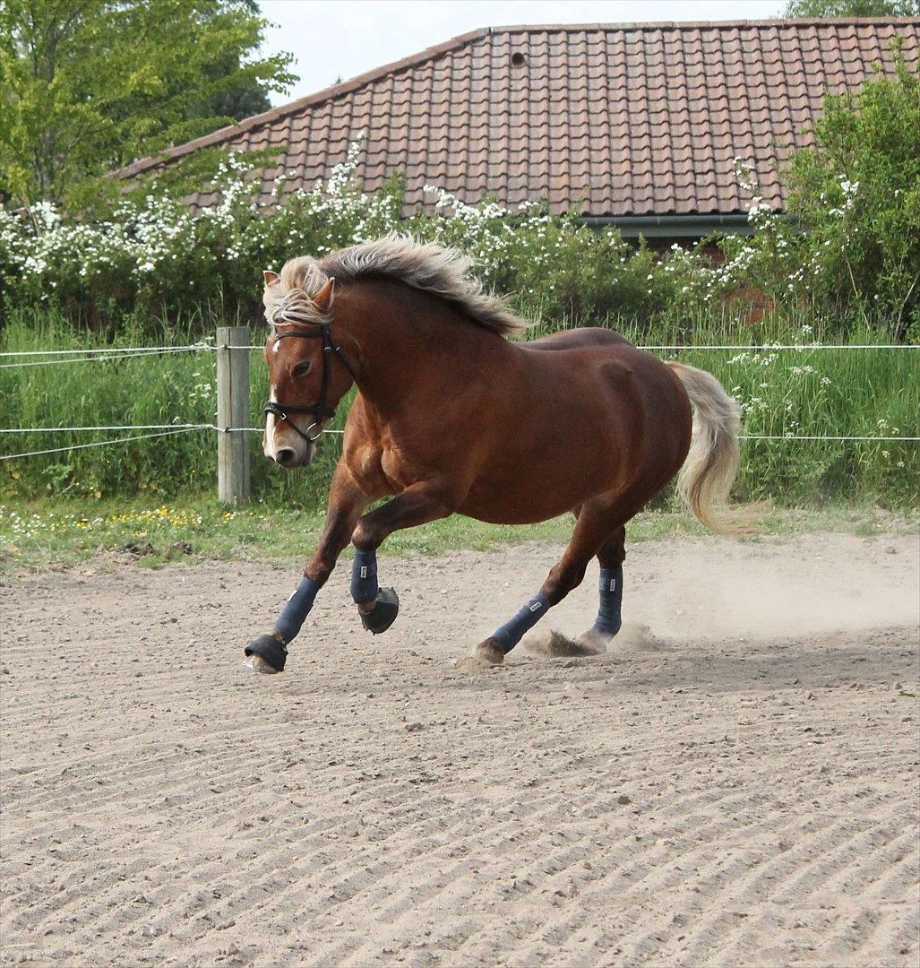 Anden særlig race ***Penelope*** - Sommer 2012 billede 4