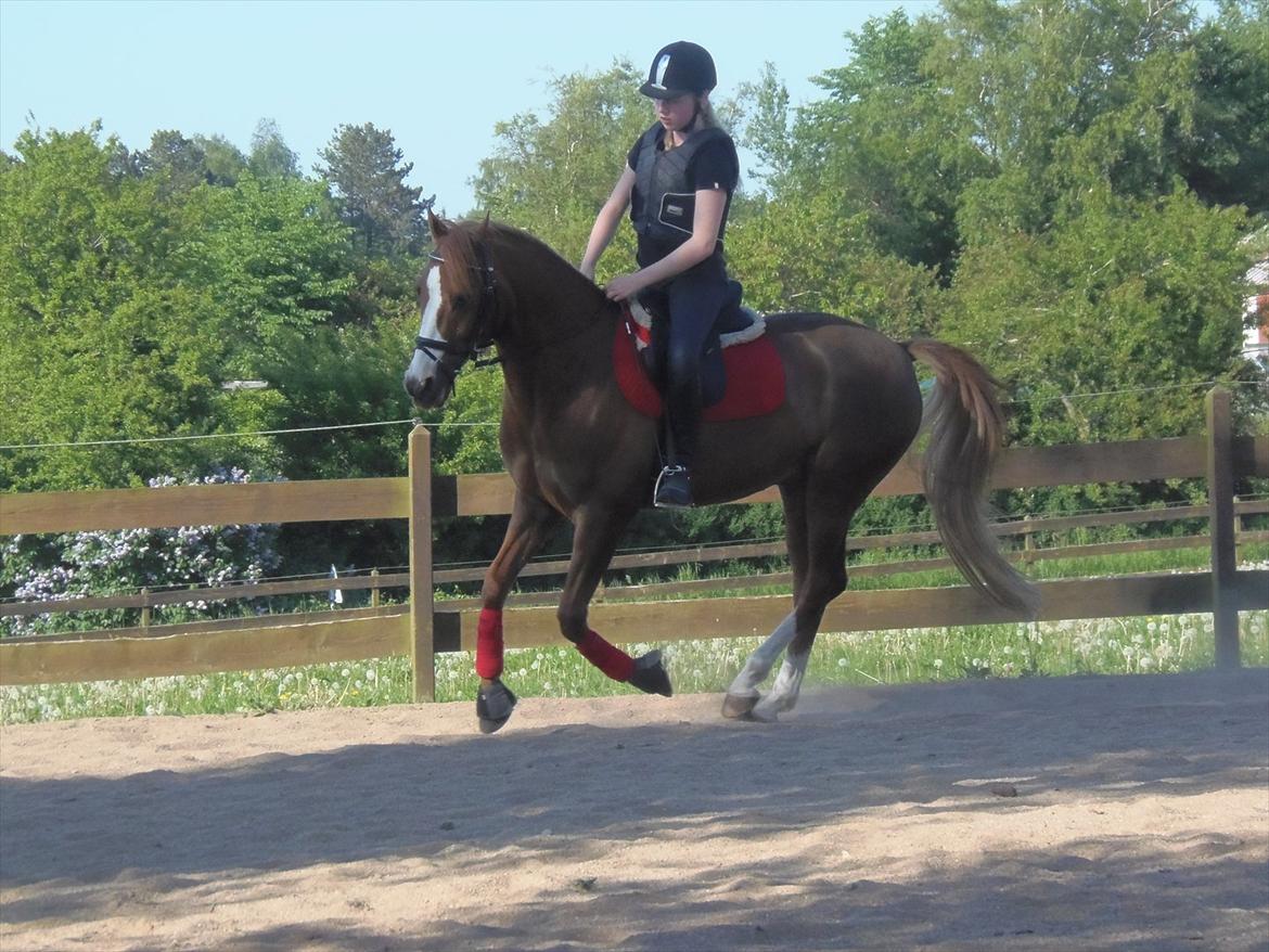 Anden særlig race Mon Cheri<3 - Elsker dig mega højt Monse du verdens bedste pony!:D billede 10