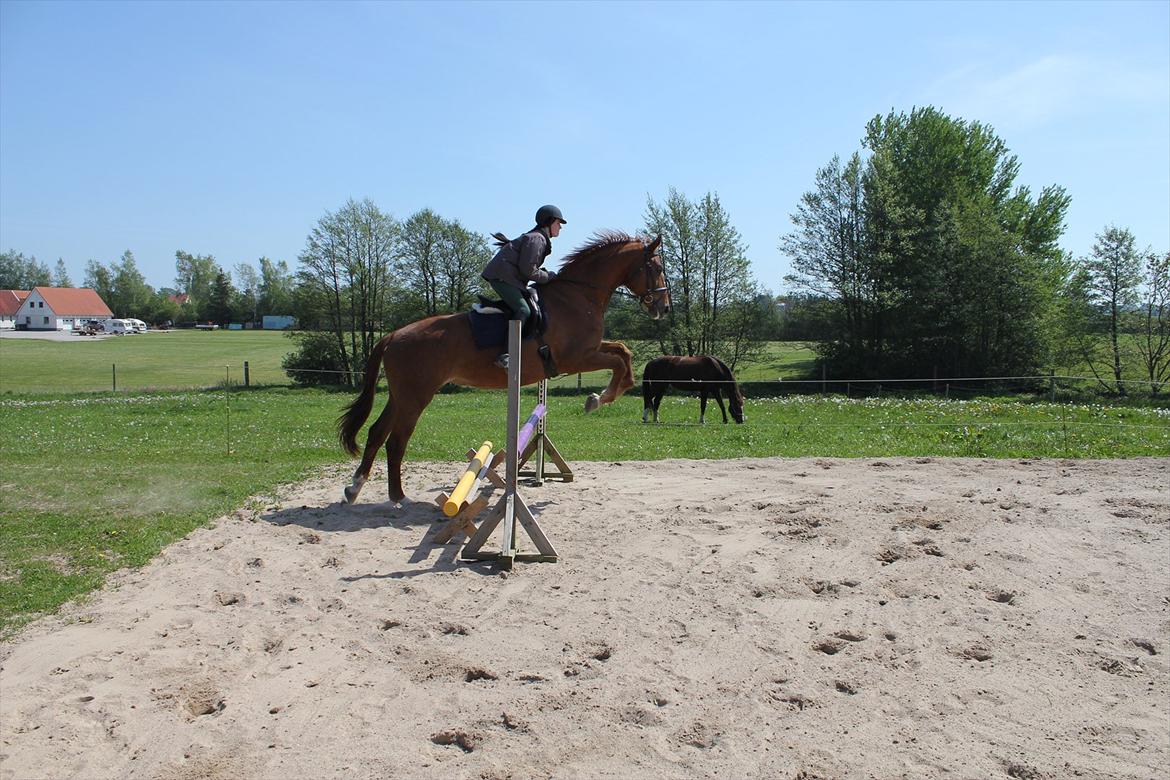 Dansk Varmblod Skovlunds Marbella - træning hjemme 90 cm :) billede 12