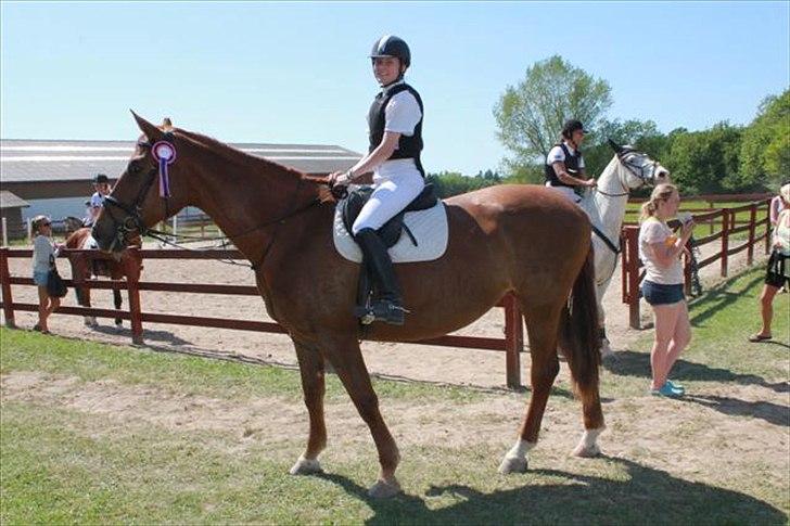 Dansk Varmblod Skovlunds Marbella - Fiiine pige med ROSET. billede 9