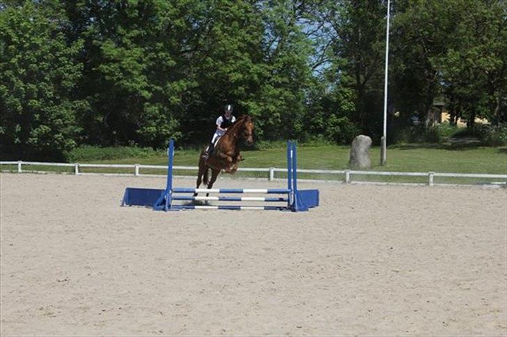 Dansk Varmblod Skovlunds Marbella billede 7