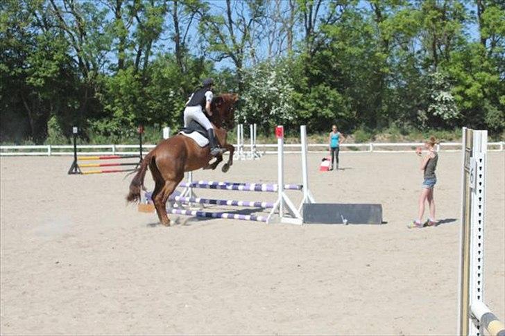 Dansk Varmblod Skovlunds Marbella - Når enden er go er alting godt. billede 8