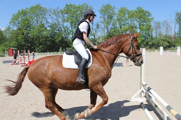 Dansk Varmblod Skovlunds Marbella - GLAD hest på vej til springet, og jeg ska lære at SMILE, så vi ser glade ud sammen :) billede 5