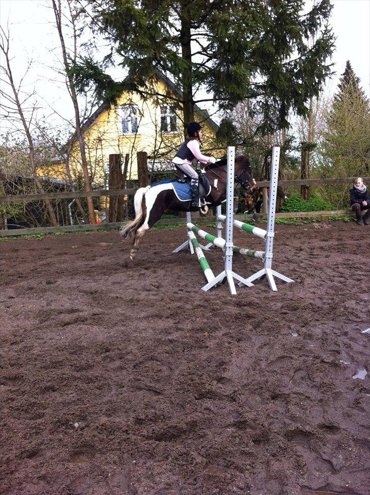Anden særlig race Mille/ Jeg er desværre stoppet på mijn pige!!:( - Den pony kan da bruge sine ben!!:D billede 20