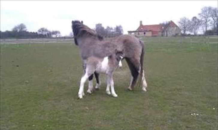 Islænder Assa fra Gjesbækgård - Ude for første gang :o) Kostur fra Kallesgård billede 16