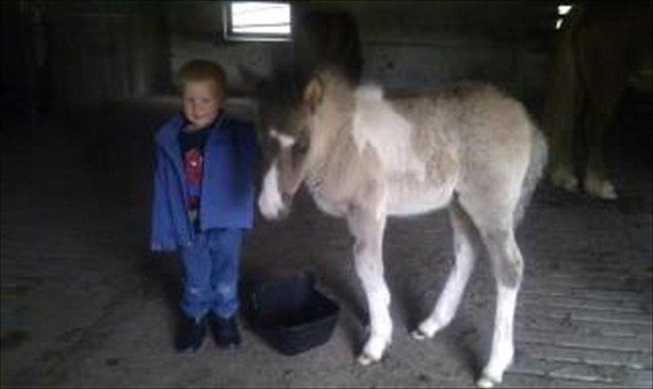 Islænder Assa fra Gjesbækgård - Kostur elsker mine børn, her med min yngste billede 17