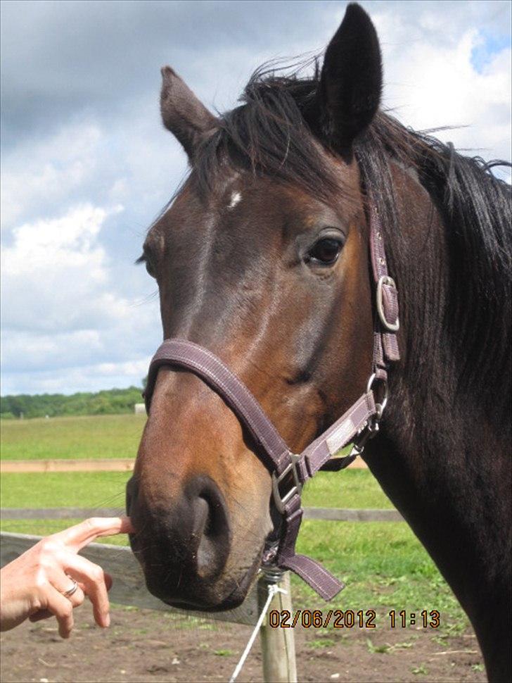 Dansk Varmblod Poppelgaardens Penelope - foto d. 02-06-2012
Smukke musen <3 billede 9