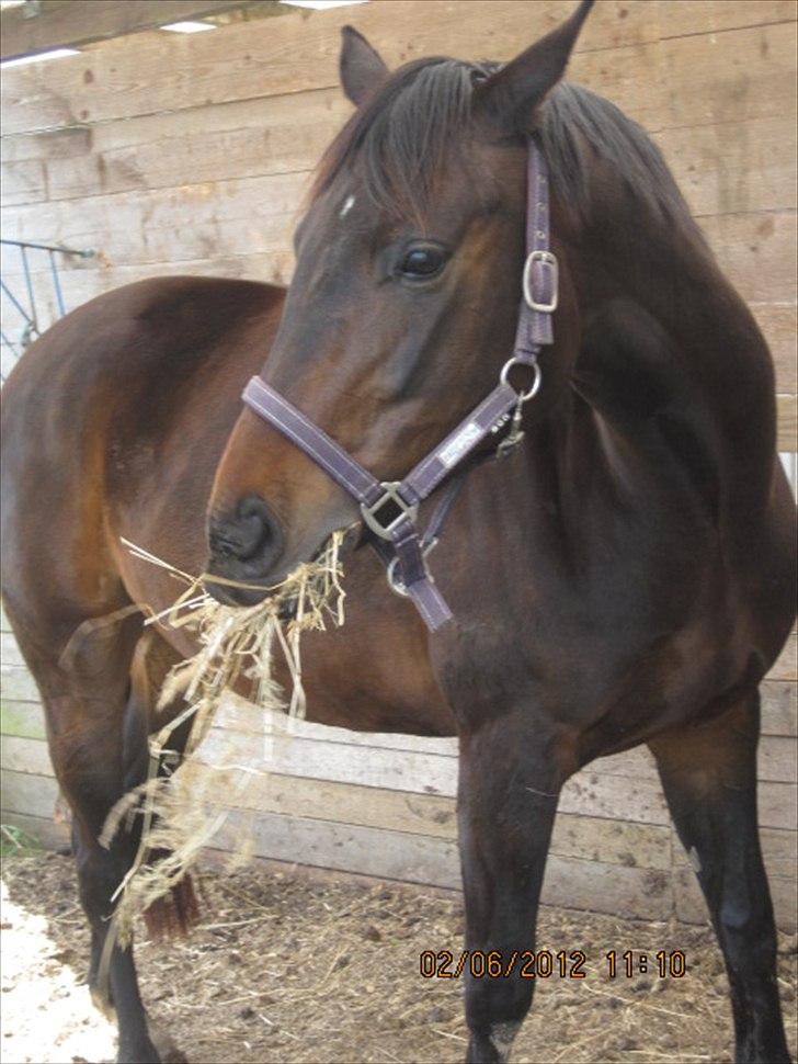 Dansk Varmblod Poppelgaardens Penelope - foto d. 02-06-2012
Smukke pigen <3 billede 10