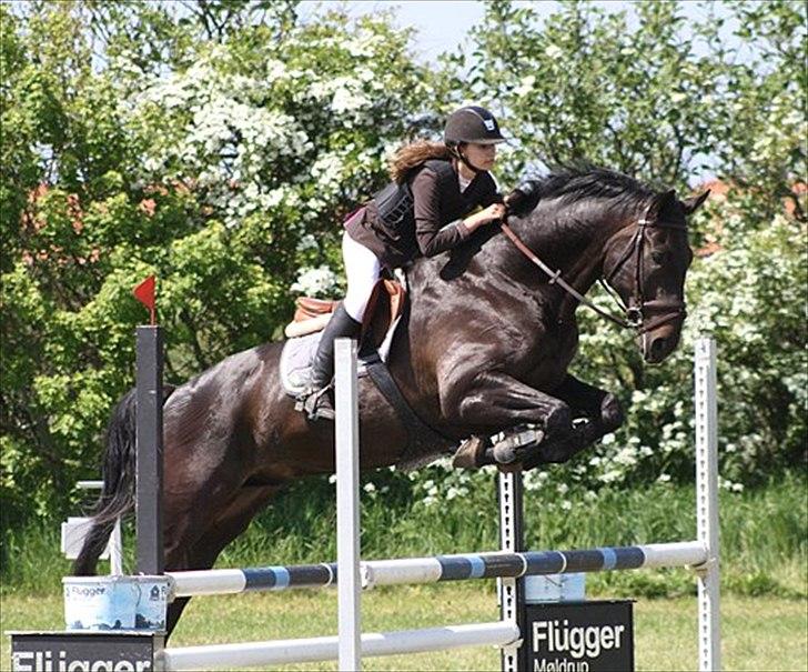 Hannoveraner Enrico - Løgstør, 27-5-12!:-D  Første C-stævne og første Lc med 0 fejl!<3 Sikke en stjernehest!<3 billede 5