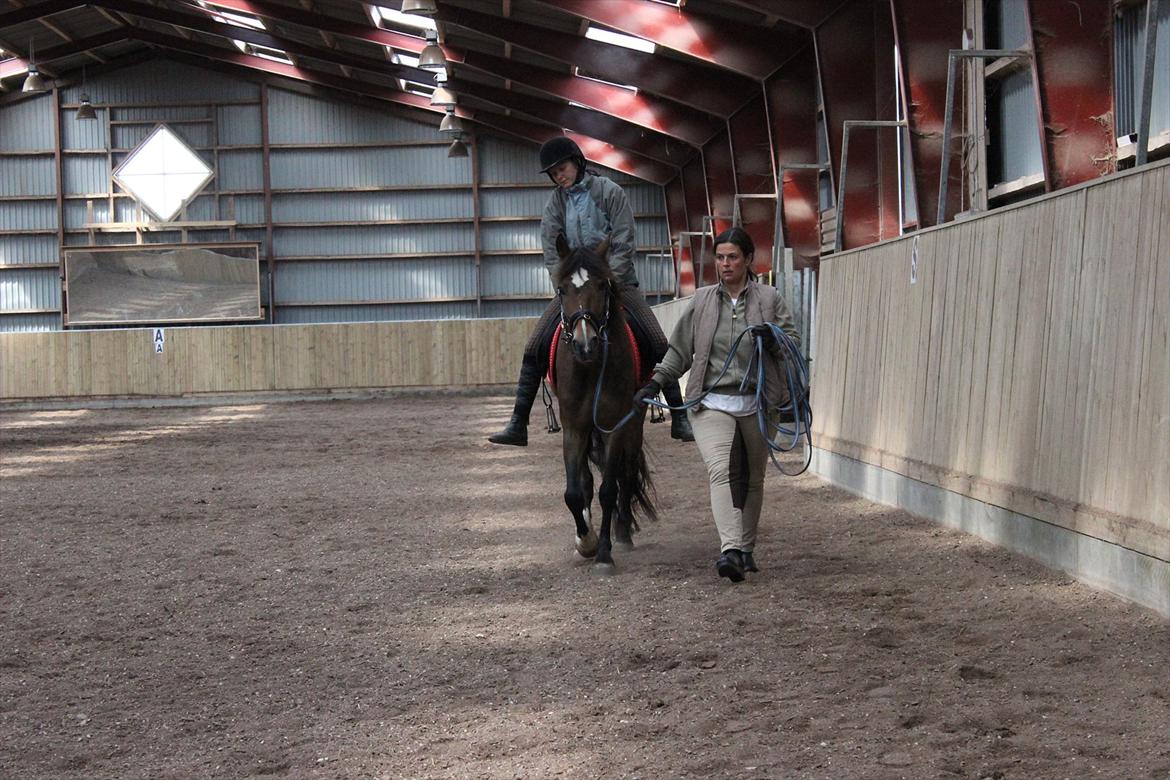 Welsh Cob (sec D) Menai Merci - så kom jeg op og sidde :D og han tog alt stille og roligt billede 6