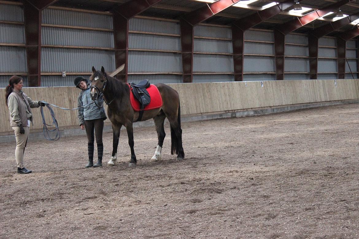 Welsh Cob (sec D) Menai Merci - man sluttede man lige af med lidt klap og nusseri efter en god dag :D billede 20