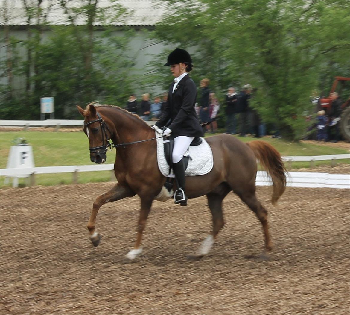 Tysk Sportspony Elano - Morsø 2012 billede 6