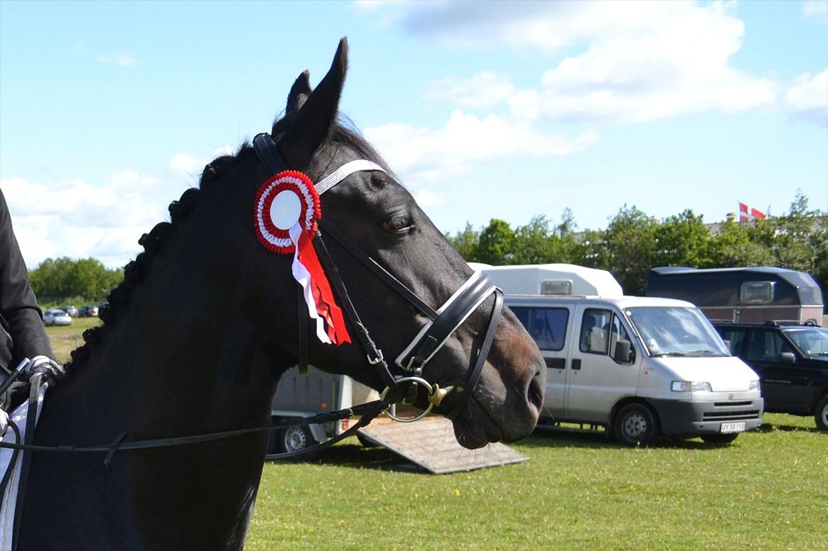 Oldenborg Bianca af Tanderup (Gippe'sen) - Rebild den 2 juni 2012 :P billede 11