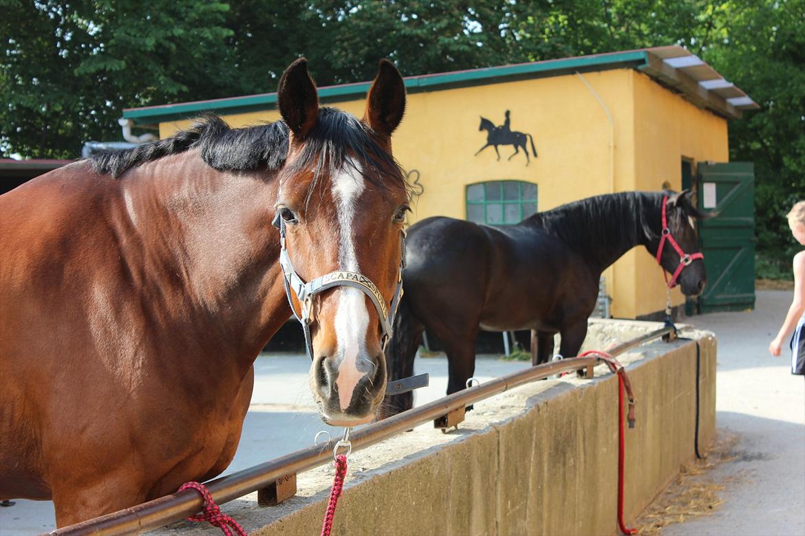 Dansk Varmblod Fantasy [Tidl. part] - (Billede: Mig 22/05 2012)

A lovely horse is always an experience.... It is an emotional experience of the kind that is spoiled by words.  - Beryl Markham billede 13