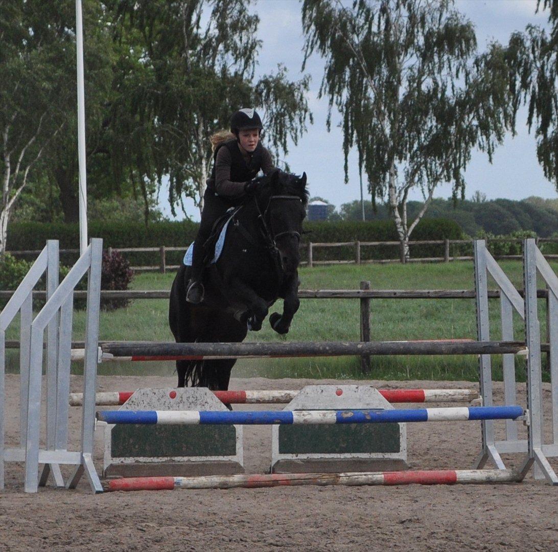 Anden særlig race Thorndals Alpha. - Springtræning!<3 billede 17