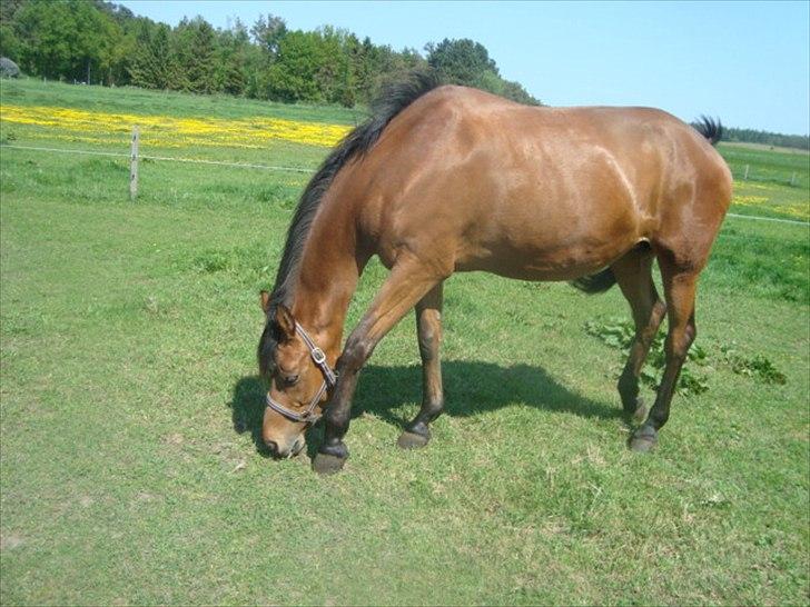 Dansk Varmblod Stenkærgårds Tresor billede 1