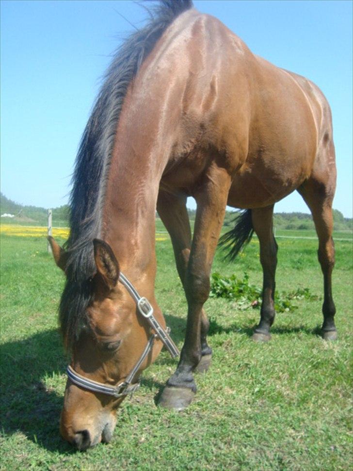 Dansk Varmblod Stenkærgårds Tresor billede 2