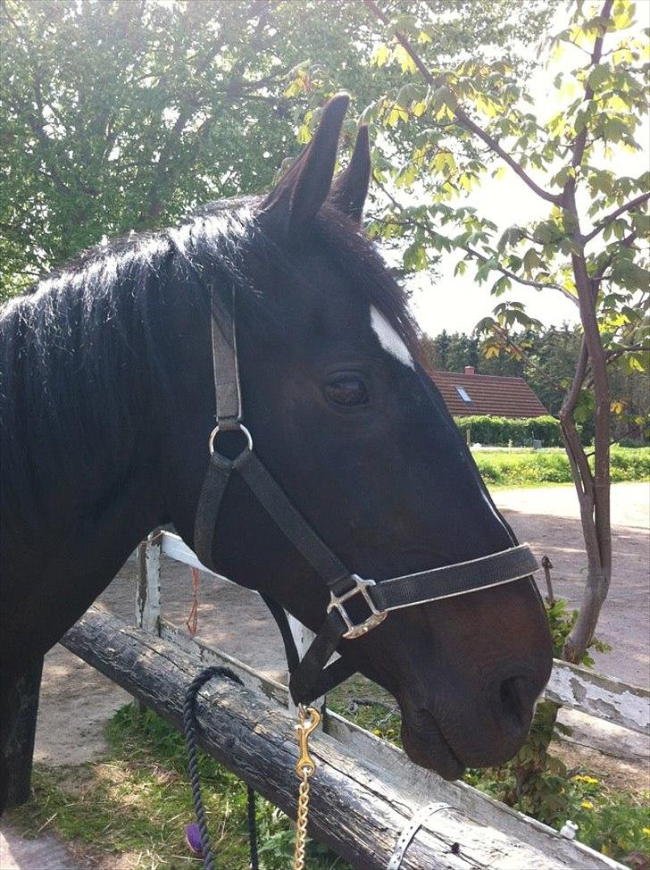 Dansk Varmblod Sazkibard S *My Soulmate* - Jeg elsker dig for den du er - du er mit et og alt! 
Forår 2012 :)  billede 2