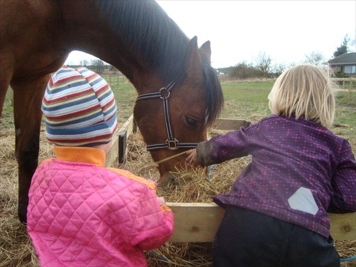 Dansk Varmblod Stenkærgårds Tresor billede 3